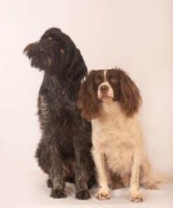 Voor de hond