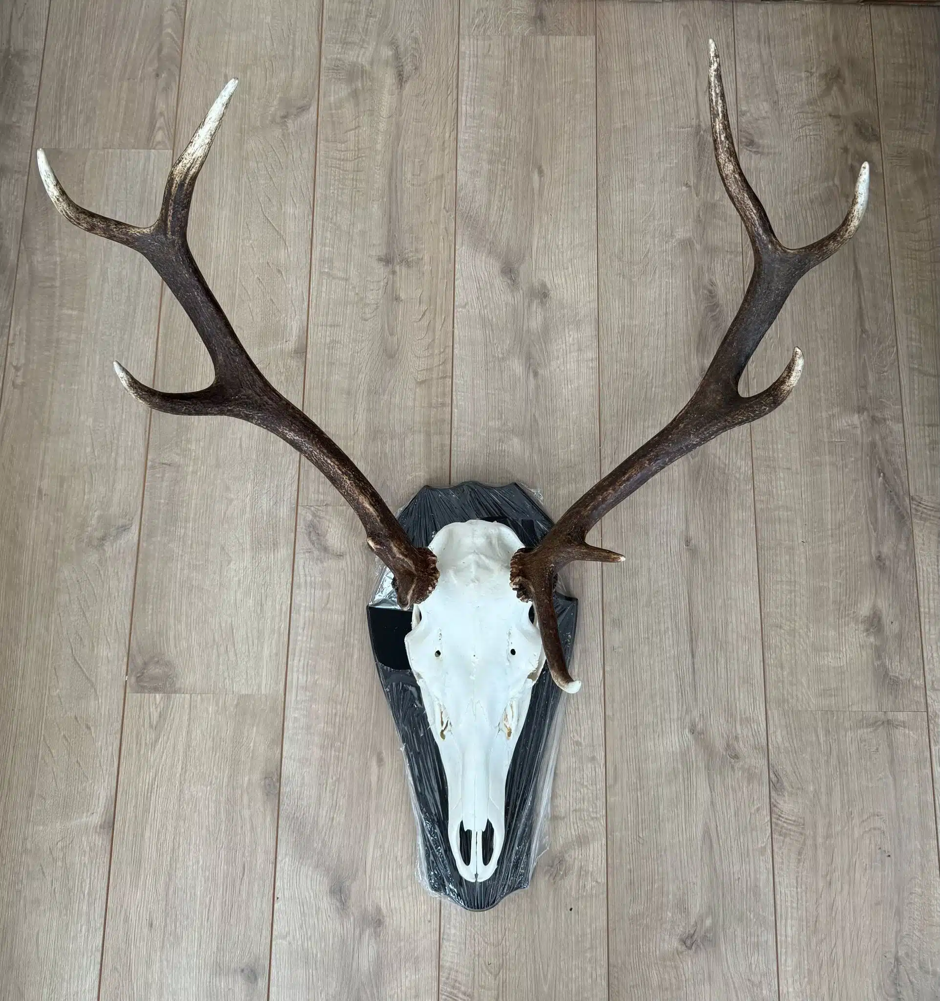 Een groot hertengewei gemonteerd op een houten plank. Het gewei is symmetrisch en stevig bevestigd, met een natuurlijke, verweerde uitstraling. De houten plank heeft een rustieke afwerking en is bedoeld om aan de muur te hangen als decoratief jachttrofee of wanddecoratie. Authentiek hertengewei gemonteerd op een klassiek houten schild met donkere afwerking, in traditionele jachtstijl. Het gewei is robuust en krachtig vertakt, symbool voor een geslaagde jacht. Het houten schild heeft een sierlijke vorm en benadrukt de trofee-uitstraling, ideaal voor aan de muur in een jachthut, herenkamer of landelijk interieur.